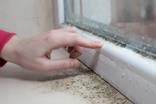 Best HVAC Mold Inspection and Cleaning  in San Marcos, CA